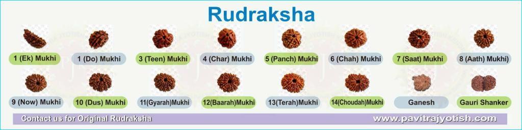 Rudraksha