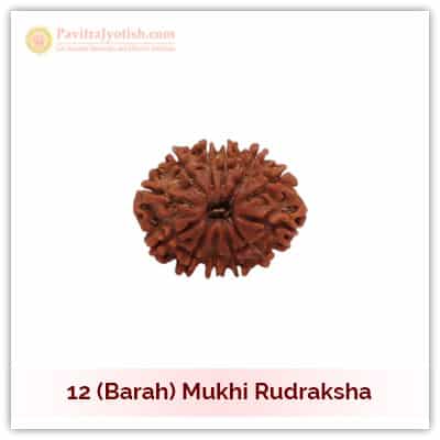 12 (Baarah) Mukhi Rudraksha