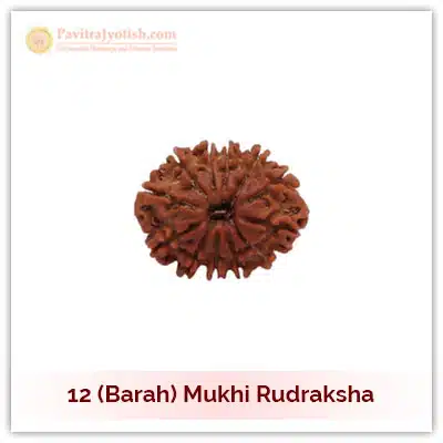 12 (Baarah) Mukhi Rudraksha