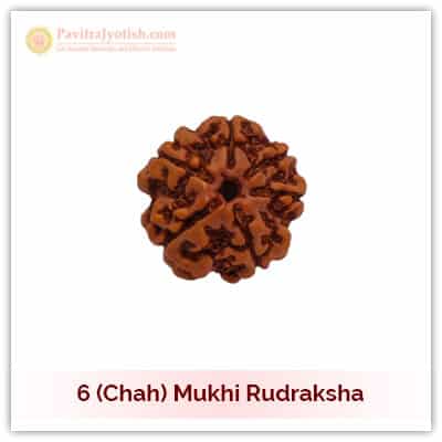 6 (Chah) Mukhi Rudraksha