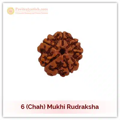 Original Nepali Chah Mukhi Six Faced Rudraksha