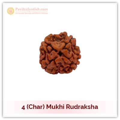 Original Nepali Char Mukhi Four Faced Rudraksha