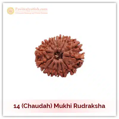 Original Nepali Choudah Mukhi Fourteen Faced Rudraksha