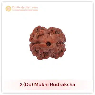 Original Nepali Do Mukhi Two Faced Rudraksha