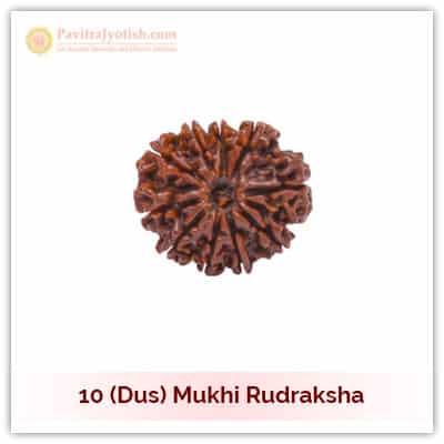 10 (Dus) Mukhi Rudraksha