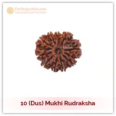 Original Nepali Dus Mukhi Ten Faced Rudraksha