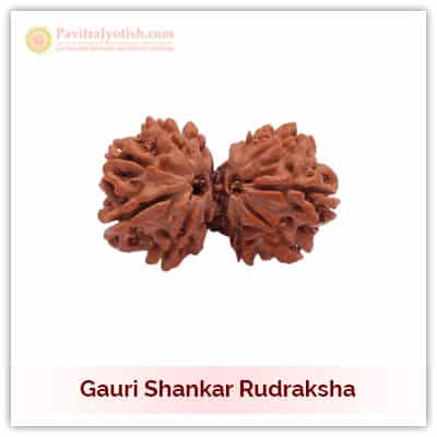 Original Nepali Gauri Shankar Rudraksha