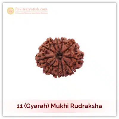 11 (Gyarah) Mukhi Rudraksha