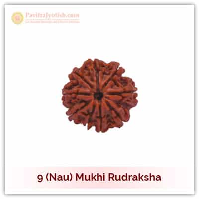 9 (Nau) Mukhi Rudraksha