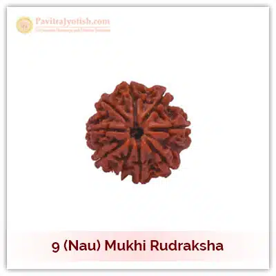 9 (Nau) Mukhi Rudraksha