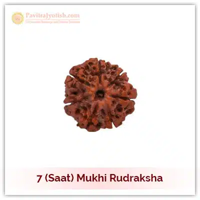 Original Nepali Saat Mukhi Seven Faced Rudraksha