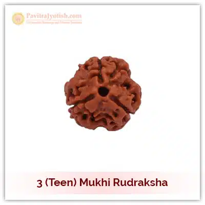 Original Nepali Teen Mukhi Three Faced Rudraksha