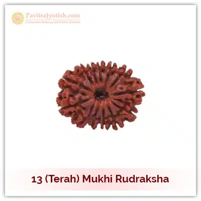 13 (Terah) Mukhi Rudraksha