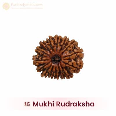 15 Pandrah Mukhi Rudraksha